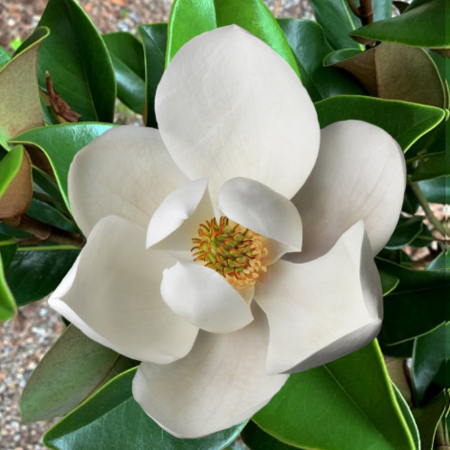 Magnolia persistant Coolwyn Dwarf ®  - Leaderplant