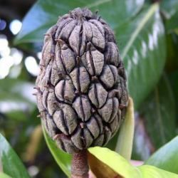 Magnolia persistant Galissoniensis - Leaderplant