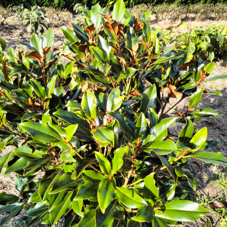 Magnolia persistant Key Paris  - Leaderplant