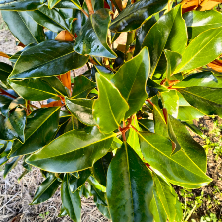 Magnolia persistant Key Paris  - Leaderplant