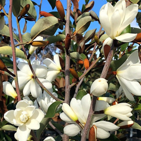 Magnolia persistant Sweet Spire ®  - Leaderplant