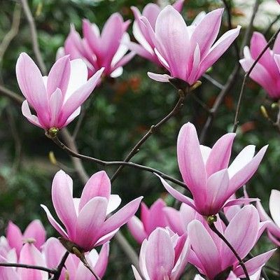 Magnolia Heaven Scent - Leaderplant