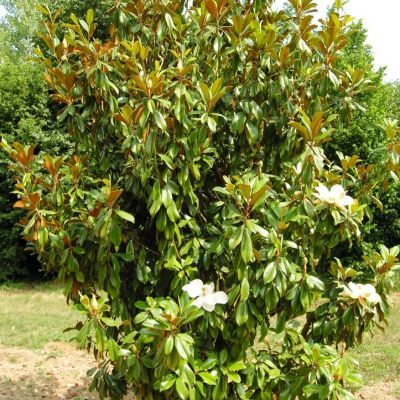Magnolia persistant Le Nantais - Leaderplant
