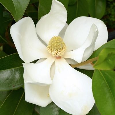Magnolia persistant Le Nantais - Leaderplant