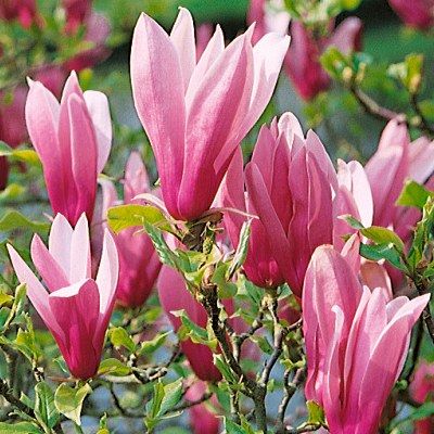 Magnolia Fleur De Lys Vente En Ligne De Plants De Magnolia Fleur De Lys Pas Cher Leaderplant Magnolia Fleur De Lys Vente En Ligne De Plants De Magnolia Fleur De Lys Pas Cher Leaderplant