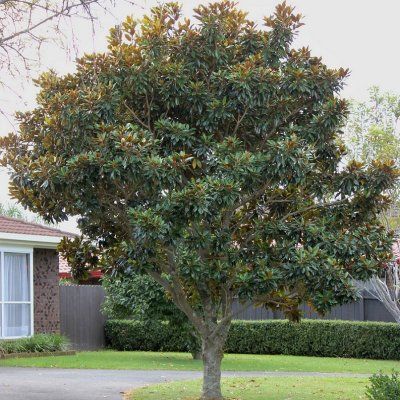 Magnolia persistant Little Gem - Leaderplant