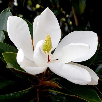 Magnolia persistant Little Gem - Leaderplant