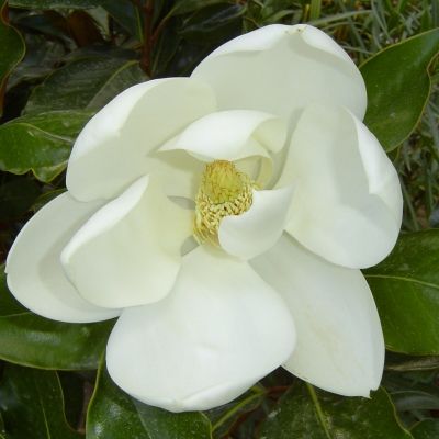 Magnolia persistant Little Gem - Leaderplant