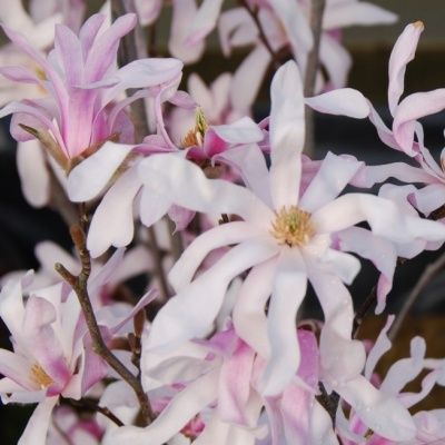 Magnolia Leonard Messel - Leaderplant