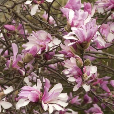 Magnolia Leonard Messel - Leaderplant