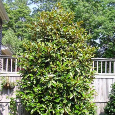 Magnolia persistant Purpan ® - Leaderplant