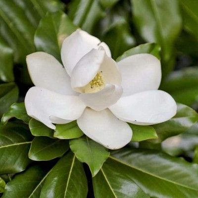 Magnolia persistant Purpan ® - Leaderplant