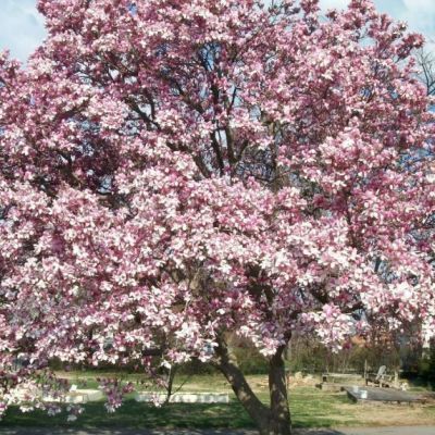 Magnolia de Soulange - Leaderplant