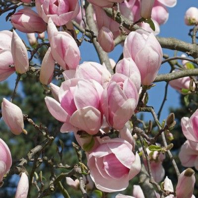 Magnolia de Soulange - Leaderplant