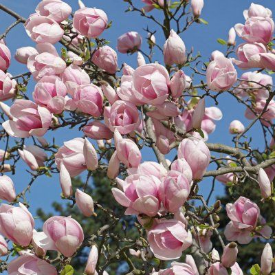 Magnolia de Soulange - Leaderplant