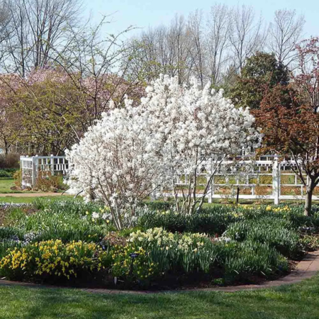 Magnolia étoilé Royal Star   - Leaderplant