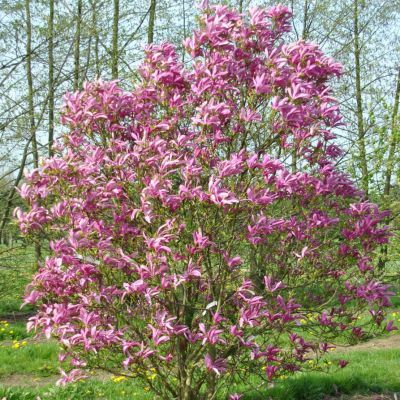 Magnolia Susan - Leaderplant