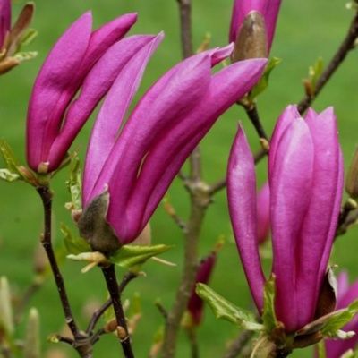 Magnolia Susan - Leaderplant