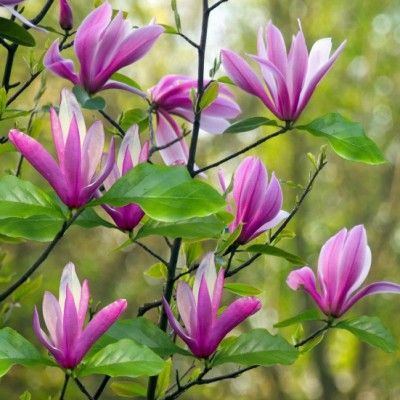 Magnolia Susan - Leaderplant