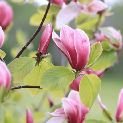 Magnolia Cameo - Leaderplant