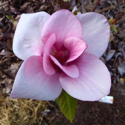 Magnolia Cameo - Leaderplant