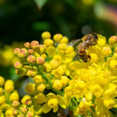 Mahonia à feuilles de Houx  - Leaderplant