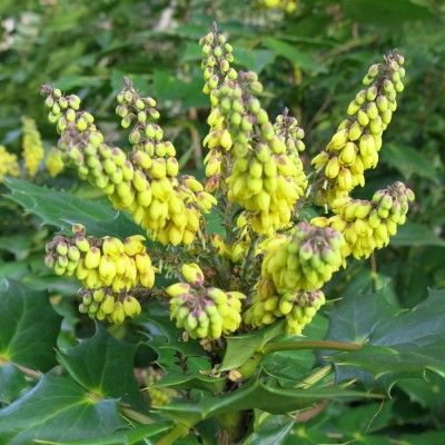 Mahonia bealei - Leaderplant