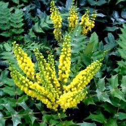 Mahonia bealei - Leaderplant