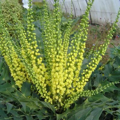 Mahonia Charity - Leaderplant