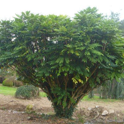 Mahonia Charity - Leaderplant