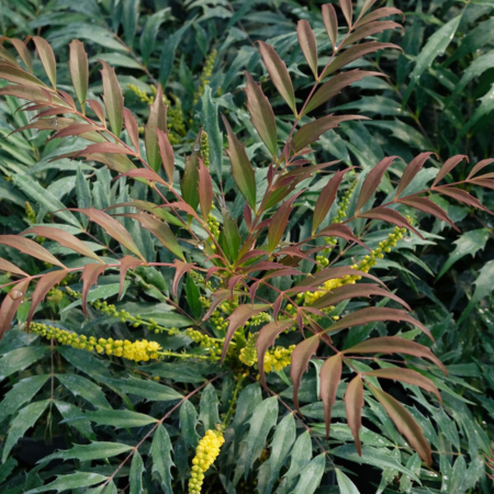 Mahonia Meteor ®  - Leaderplant
