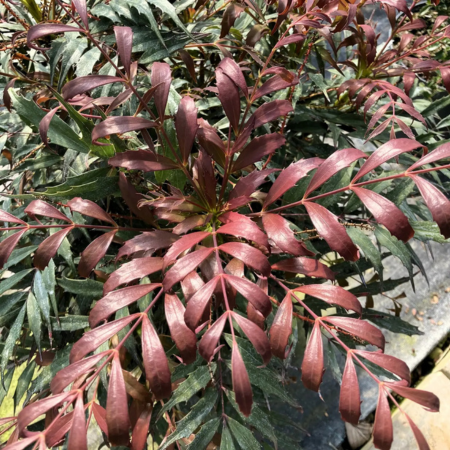 Mahonia Meteor ®  - Leaderplant