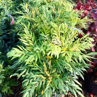 Mahonia sans épines Narihira - Leaderplant