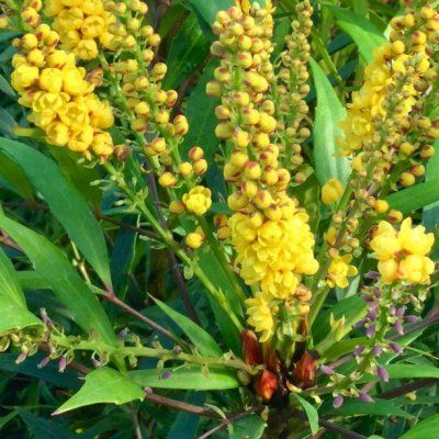 Mahonia sans épines Narihira - Leaderplant