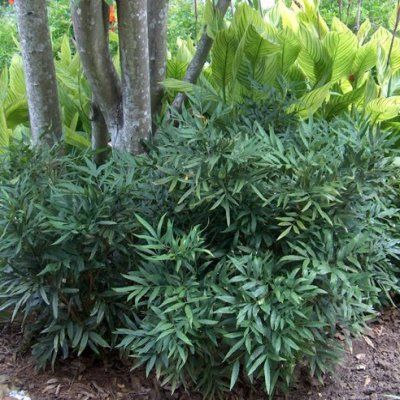 Mahonia sinensis/ Mahonia fortunei - Leaderplant