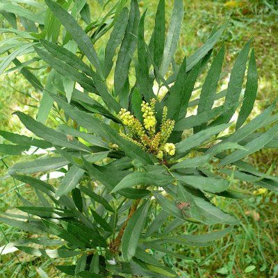 Mahonia sinensis/ Mahonia fortunei - Leaderplant