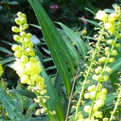 Mahonia sinensis/ Mahonia fortunei - Leaderplant