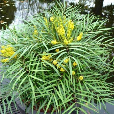 Mahonia sans épines Soft Caress ® - Leaderplant