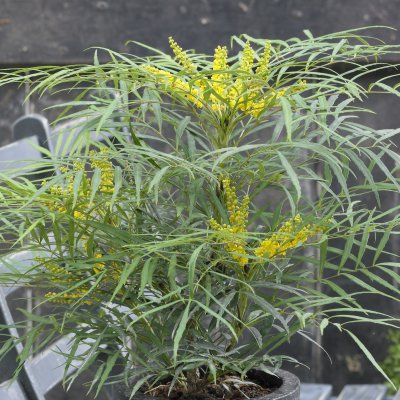 Mahonia sans épines Soft Caress ® - Leaderplant