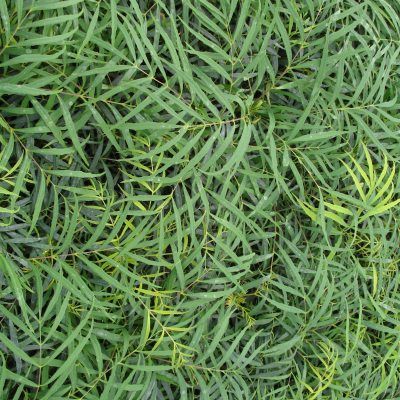 Mahonia sans épines Soft Caress ® - Leaderplant