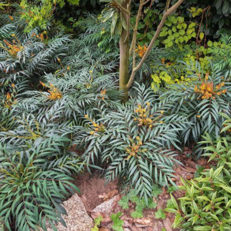 Mahonia Volcano ®  - Leaderplant