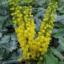 Mahonia du Japon Winter Sun - Leaderplant