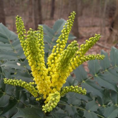 Mahonia du Japon Winter Sun - Leaderplant
