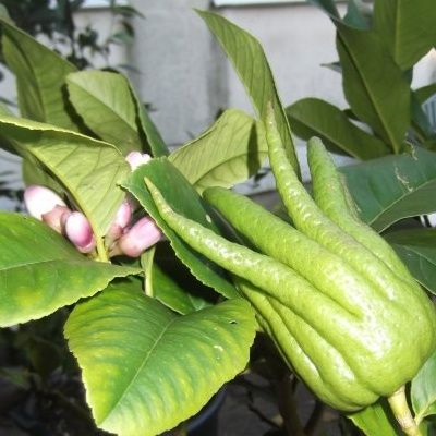 Cédratier Main de Bouddha - Leaderplant