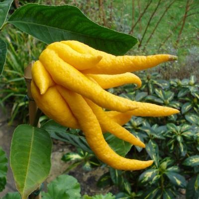 Cédratier Main de Bouddha - Leaderplant