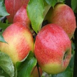 Pommier Jonagold - Leaderplant