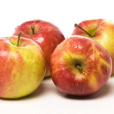 Pommier Elstar - Leaderplant