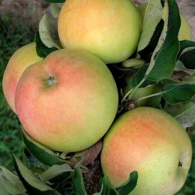 Pommier Colonne Goldcats - Leaderplant