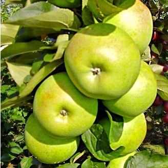 Pommier Colonne Goldcats - Leaderplant