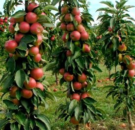 Pommier Colonne Redcats - Leaderplant